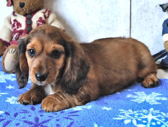 chiot beagle à donner gratuit