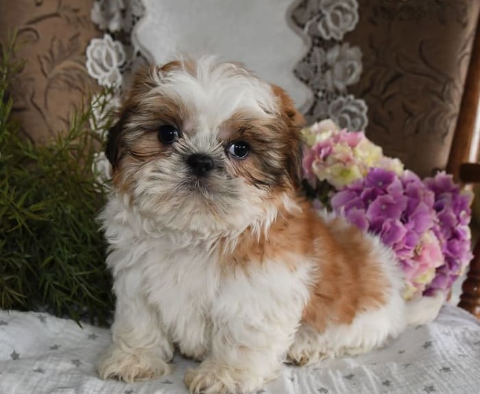 chiot yorkshire terrier à vendre